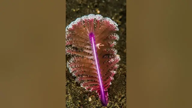 Video thumbnail for Cnidaria | Coelenterata Examples |  Portuguese man-of-war, Sea anemone, , Hydra, Adamsia, Obelia