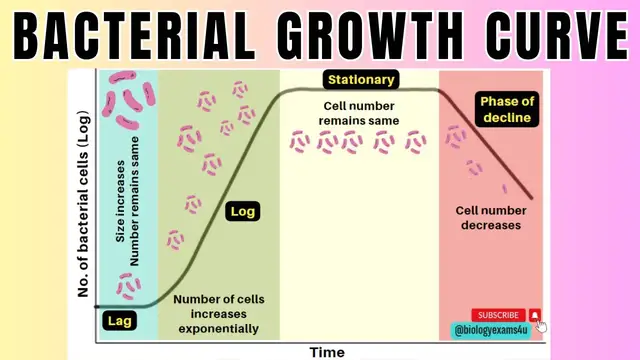 Video thumbnail for Bacterial Growth Curve in 2 minutes|4 Phases of Microbial Growth Curve🦠| Microbiology@biologyexams4u