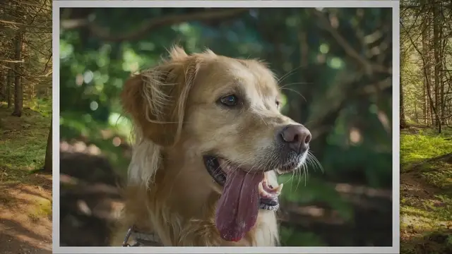 'Video thumbnail for Dog obsessed with the breaks of tennis balls'