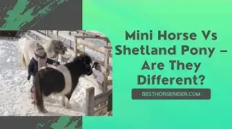 Video thumbnail for Mini Horse Vs Shetland Pony – Are They Different?
