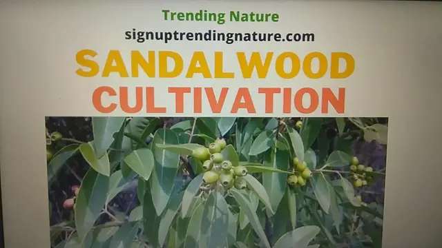 'Video thumbnail for sandalwood farming profit and permission'
