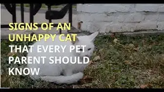 Video thumbnail for 5 SIGNS OF AN UNHAPPY CAT THAT EVERY PET