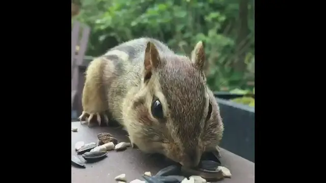 Video thumbnail for Chipmunk feeding
