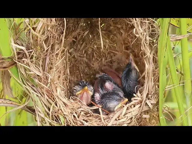 Video thumbnail for Wild Grown Bird Adorable Chicks Enjoy Breakfast Buffet in Nest  @ViralBirdNest