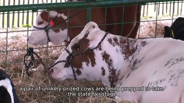 Video thumbnail for Fake cows ready for milking at U.S. state fairs as bird