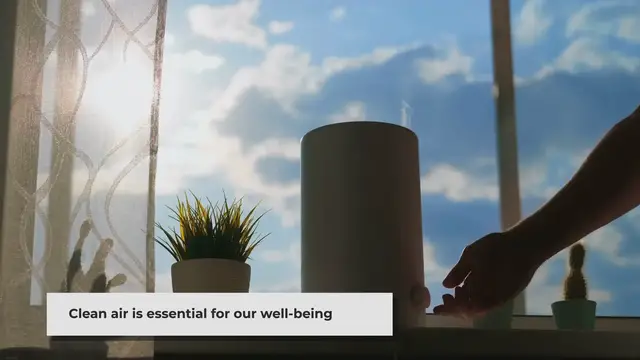 Video thumbnail for Best Houseplants for Air Purification: Breathe Fresh with Green