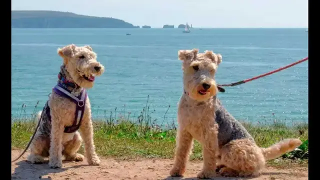 Video thumbnail for The sociability of Lakeland Terriers