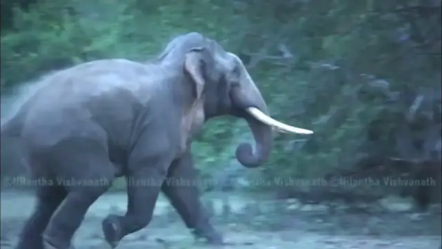 Video thumbnail for Biggest (Tallest) Elephant /tusker in Sri Lanka