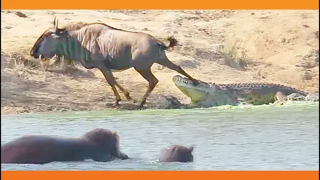 Video thumbnail for Hippos Come to Rescue Wildebeest from Crocodile