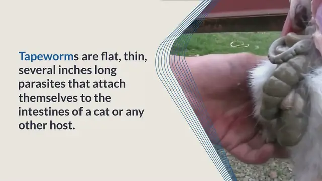 Video thumbnail for How to Get Rid Of Tapeworms in Cats