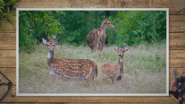 'Video thumbnail for 9 Different Types Of Deer Around The World - Smart Bow Hunting'