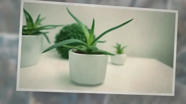 Video thumbnail for Aloe Plant With Long Stem: What Does It Mean?