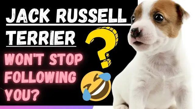 Video thumbnail for Why Does My Jack Russell Terrier Follow Me Everywhere (4 Primary Reasons)