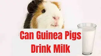 'Video thumbnail for can guinea pigs drink milk'