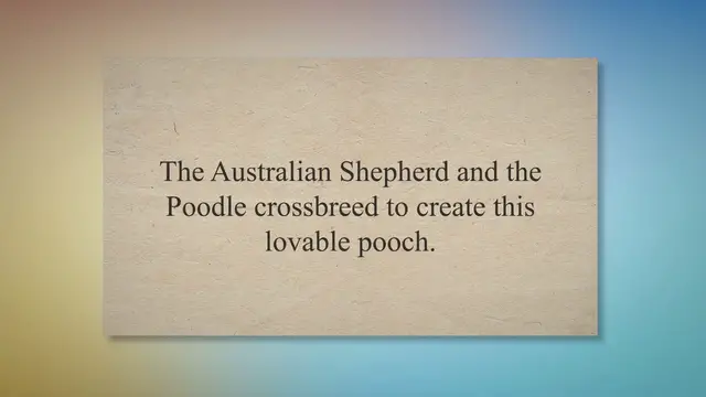 Video thumbnail for New Types of Aussiedoodle Haircuts with Pictures - [2023]