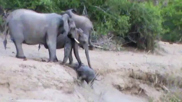 Video thumbnail for Elephants Help Calf That Can't Get Up the Ridge