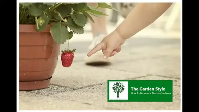 Video thumbnail for 🍓 Growing Strawberries - Propagate from Stolon 🍓