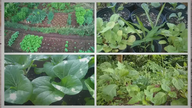 Video thumbnail for 10 Differences Between In-Ground And Container Gardening