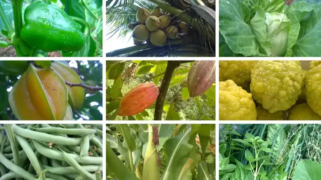 Video thumbnail for How To Create A Syntropic Garden (Simple Guide)