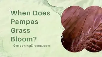 Video thumbnail for When Does Pampas Grass Bloom?