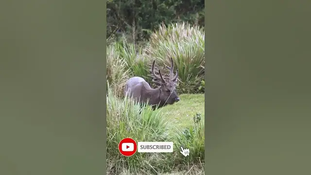 Video thumbnail for Beautiful Samba Deer Stag | grazing in Horton plains national park #shorts