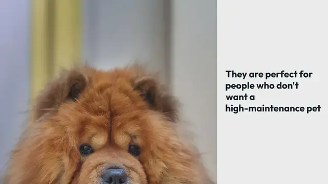 'Video thumbnail for What's so Special About the Chow Chow'