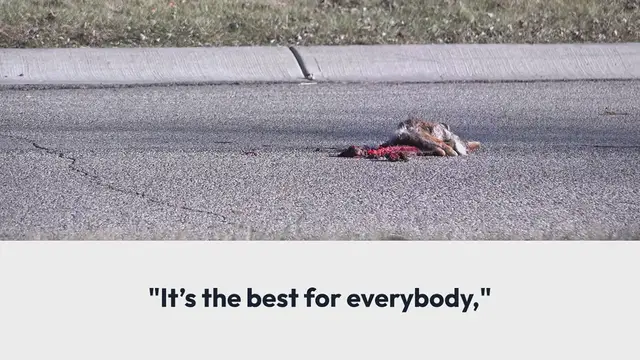 Video thumbnail for "Over 100 Rabbits Rescued from Tennessee Home After Overwhelmed Owner Seeks Help"