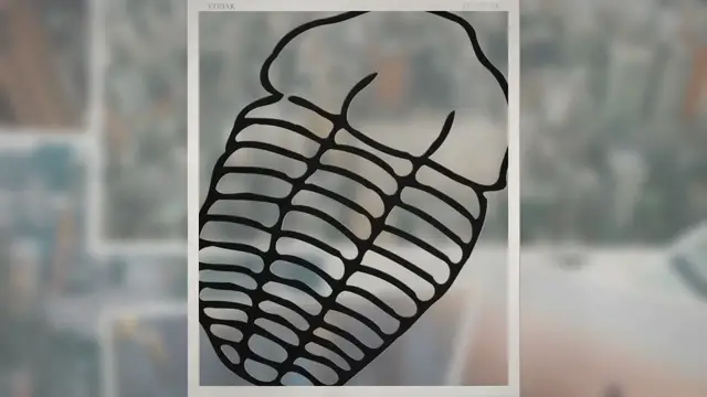 Video thumbnail for Where Did Ammonites Live?