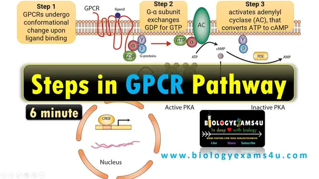Video thumbnail for Structure of G Protein Coupled Receptor (GPCR) ||Steps in G Protein Coupled Receptor Pathway