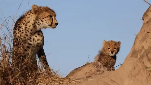 Video thumbnail for Cheetah and cubs - LIVE