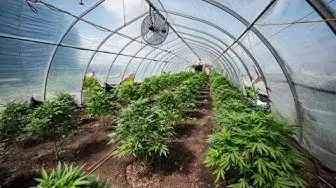 Video thumbnail for $6.5M worth of marijuana seized north of Toronto - Canada Info