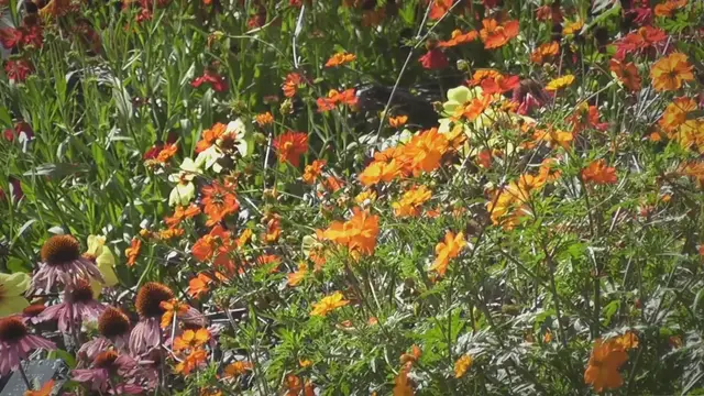 Video thumbnail for Blend of oxidized and Sulfated fish Oil TDS