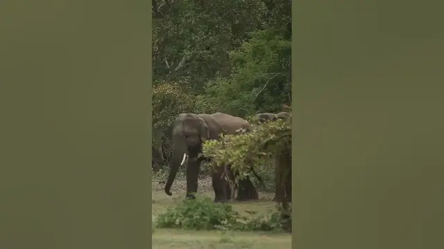 Video thumbnail for Elephant Fight #shorts