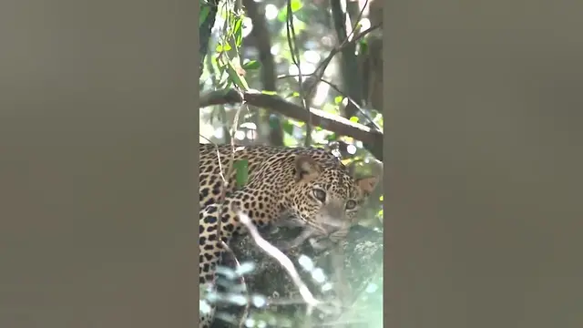 Video thumbnail for A Leopard #shorts