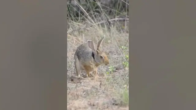 Video thumbnail for Black napped hare #shorts