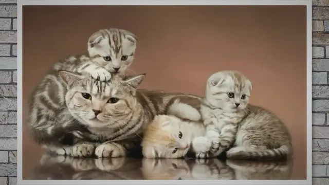 Video thumbnail for Do Mother Cats Get Sad When Their Kittens Leave