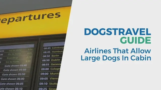 'Video thumbnail for Airlines that allows large dogs in cabin'