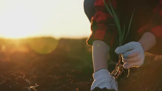 Video thumbnail for The Charming Wishbone Flower