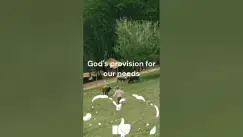 Video thumbnail for Psalm 23:1 | Verse Explanation #bibleverses #biblestudy #christ #psalm23 #psalms #shorts