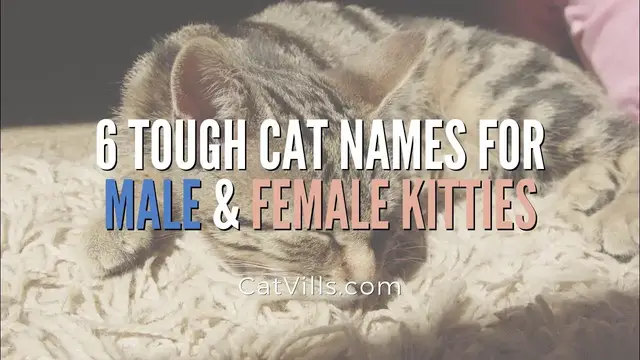 Video thumbnail for 6 TOUGH CAT NAMES FOR MALE & FEMALE KITTIES