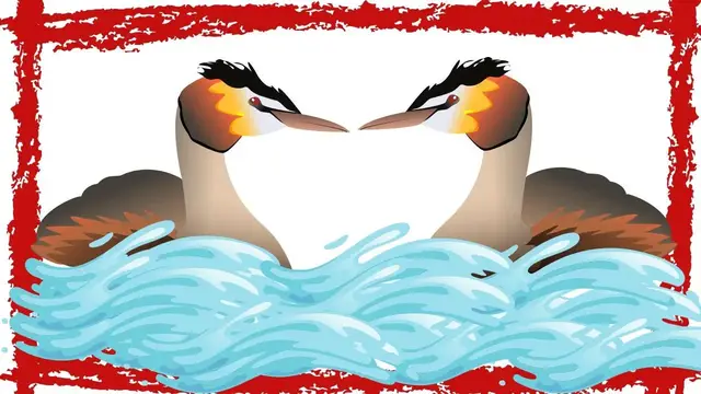 Video thumbnail for Great Crested Grebe (Podiceps cristatus) Call, Song & Sound | Great Crested Grebe  Swimming & Video