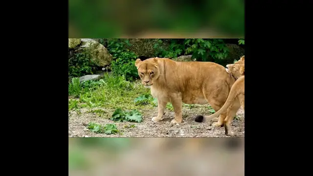 'Video thumbnail for A story about a tiger to children'