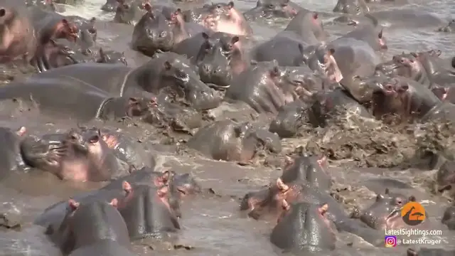 Video thumbnail for The Hippopotamus - Africa's Most Dangerous Animal