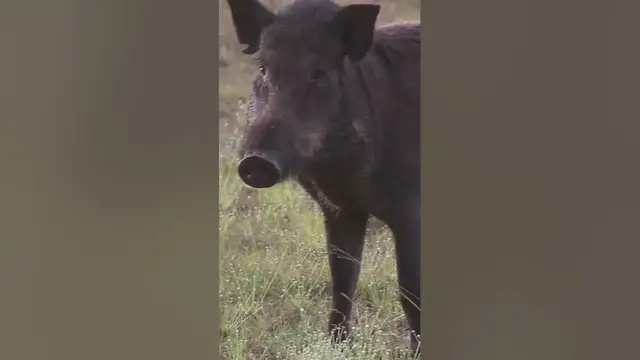 Video thumbnail for Wild boar #shorts