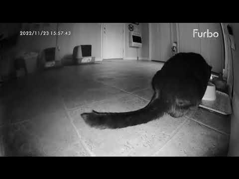 Video thumbnail for Your Cat Deserves to Rock Out Like This