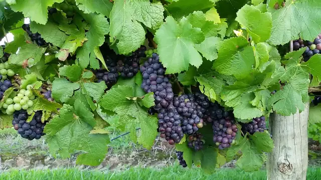 Video thumbnail for Micro nutrients