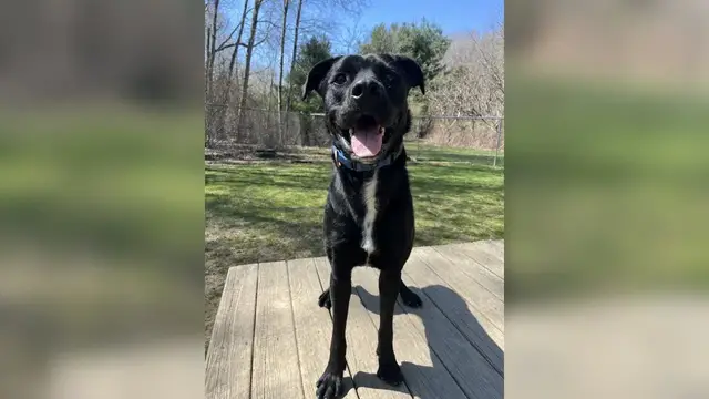 Video thumbnail for Pet of the Week 04/14/23