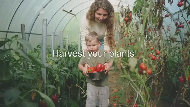 'Video thumbnail for Harvest your plants!'
