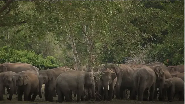 Video thumbnail for Big elephant gathering | more than 100 elephants in Usgala Siyabalangamuwa lake Galgamuwa