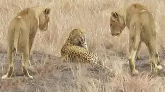 Video thumbnail for Leopard Tries to Escape Pride of Lions